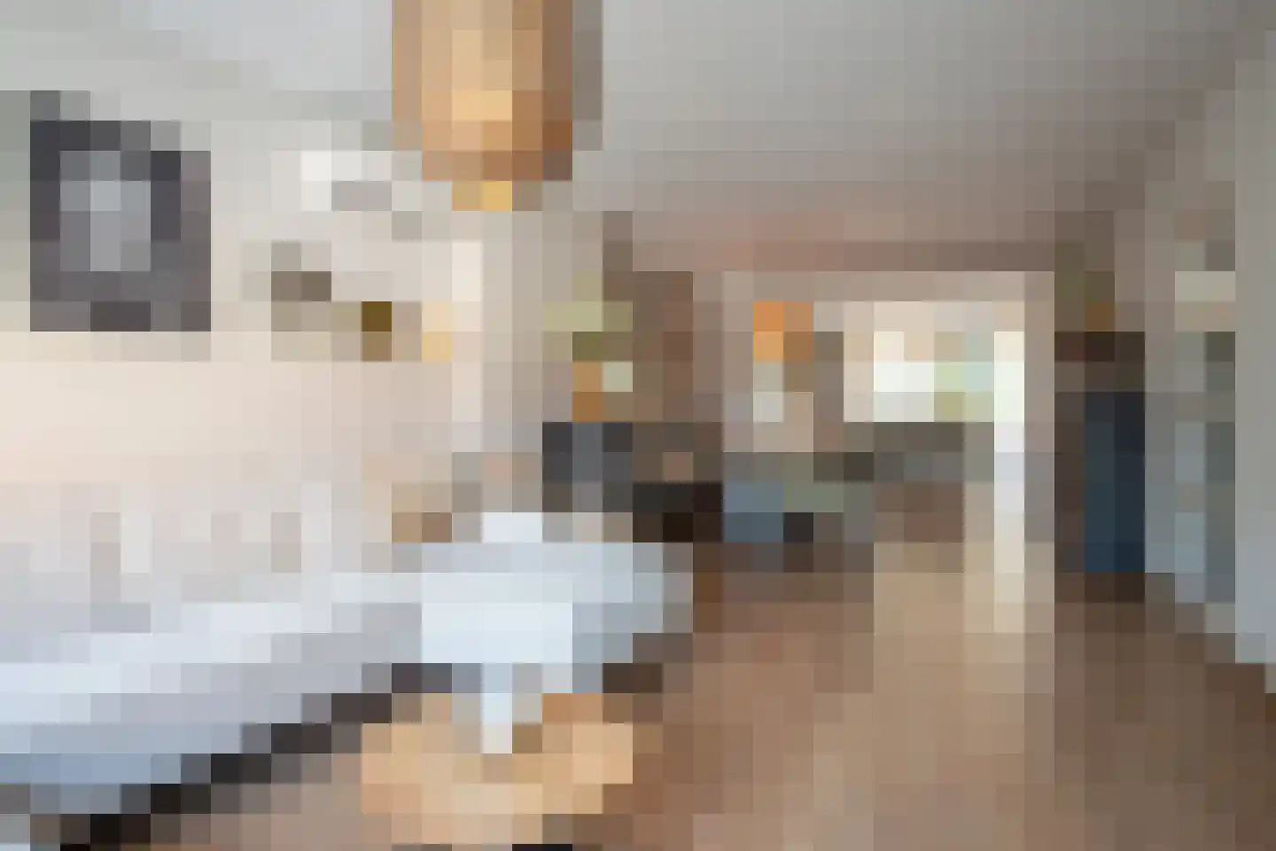 Hoofdstraat 9 Maasbracht thumbnail 5