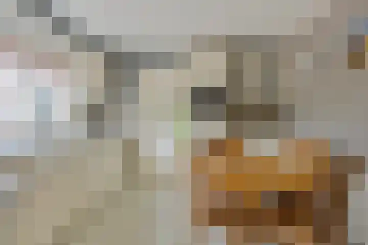 Hoofdvaartsweg 190 Assen thumbnail 13