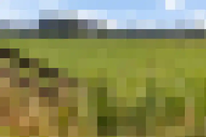 Hoofdweg 112 Burdaard thumbnail 56