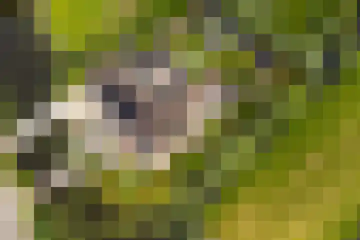 Hoofdweg 122 Zegveld thumbnail 4