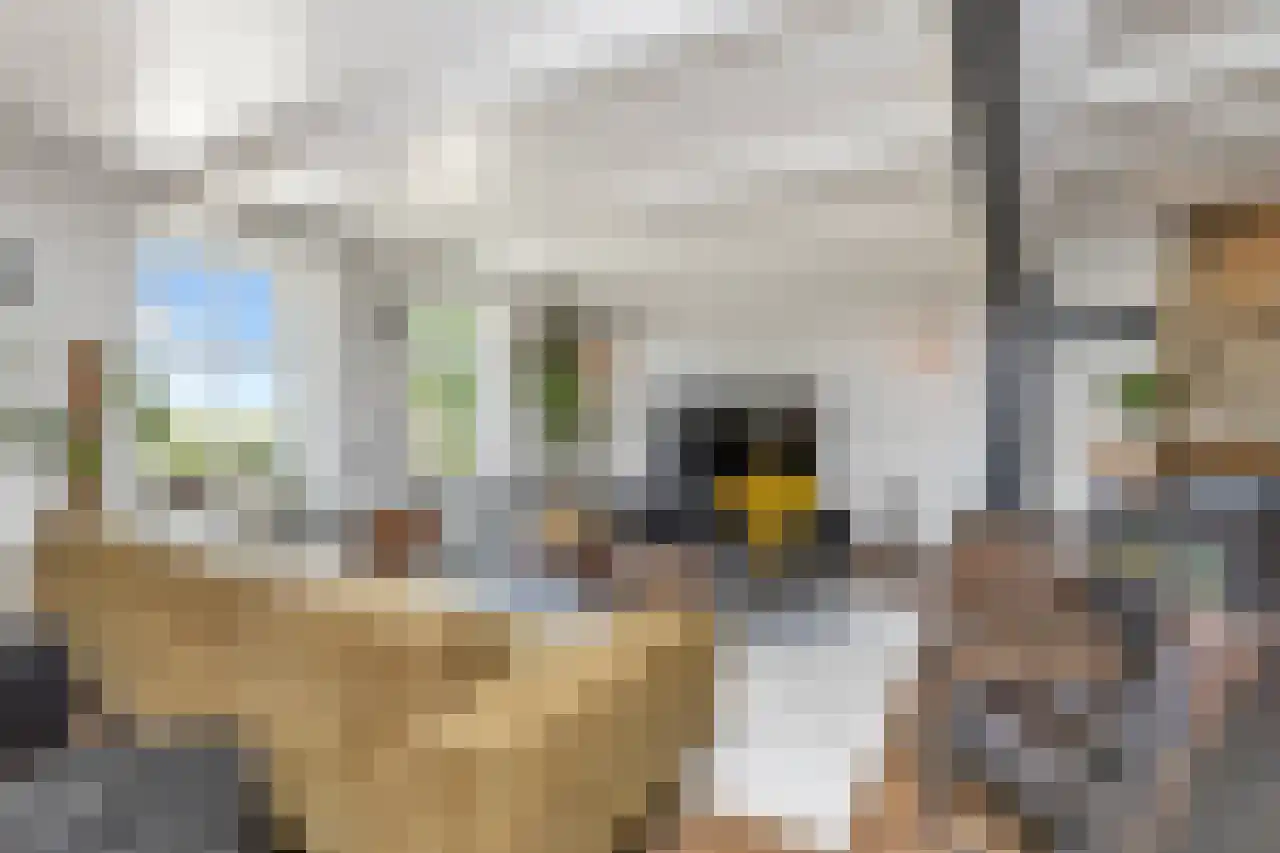 Hoofdweg 130 De Cocksdorp thumbnail 20