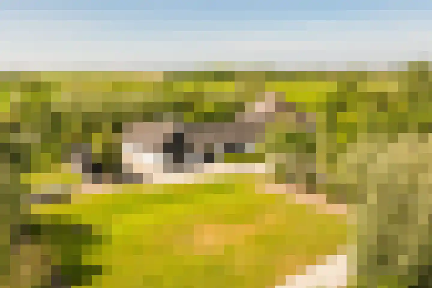 Hoofdweg 130 De Cocksdorp thumbnail 40