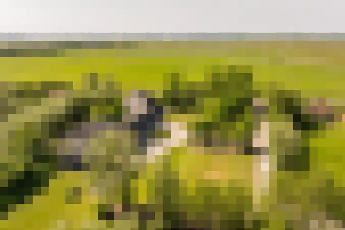 Hoofdweg 130 De Cocksdorp thumbnail 5