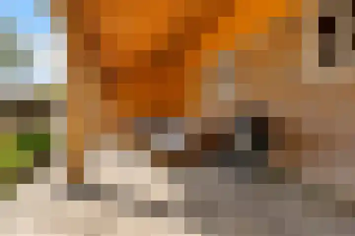 Hoofdweg 140 Froombosch thumbnail 20