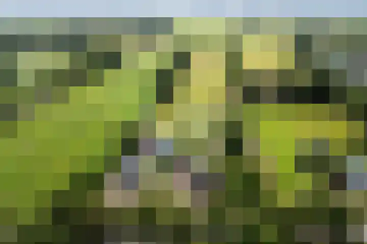 Hoofdweg 172 Oldeholtpade thumbnail 56