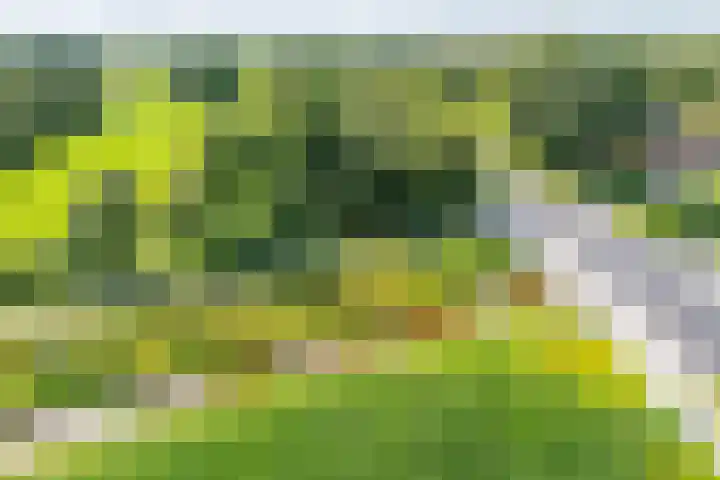 Hoofdweg 2 Westerhaar-Vriezenveensewijk thumbnail 4