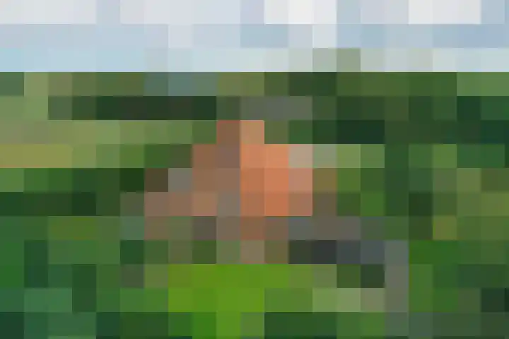 Hoofdweg 65 De Cocksdorp thumbnail 60