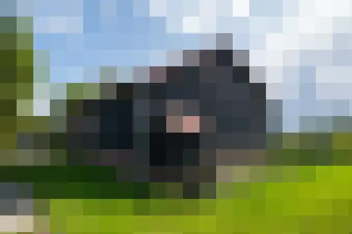 Hoofdweg 65 De Cocksdorp thumbnail 76