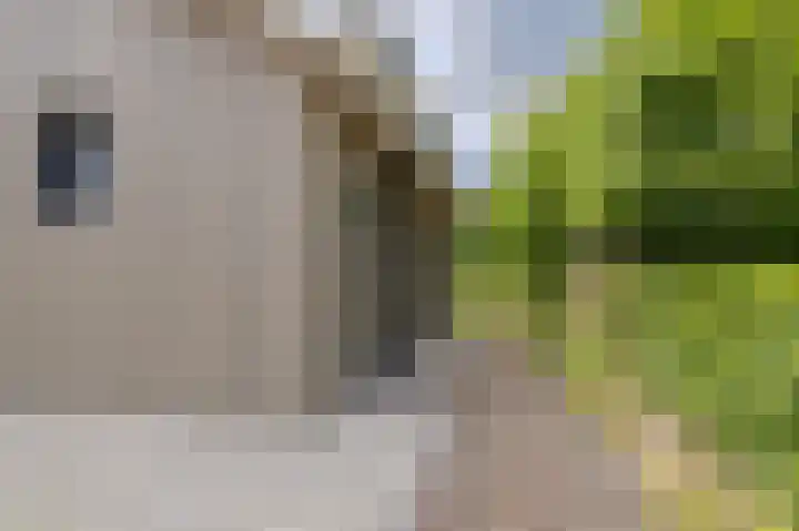 Hoog Buurloseweg 115 Ugchelen thumbnail 41