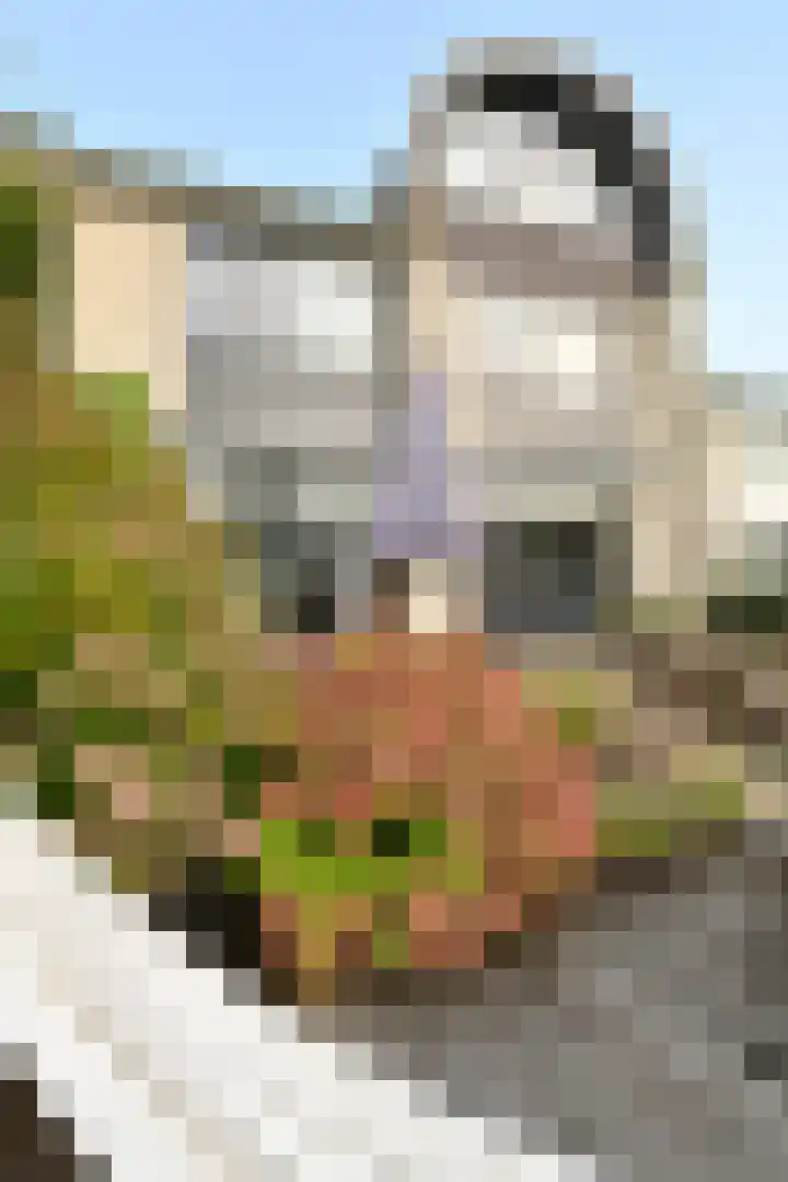 Hoogaars 20 Bergen op Zoom thumbnail 36