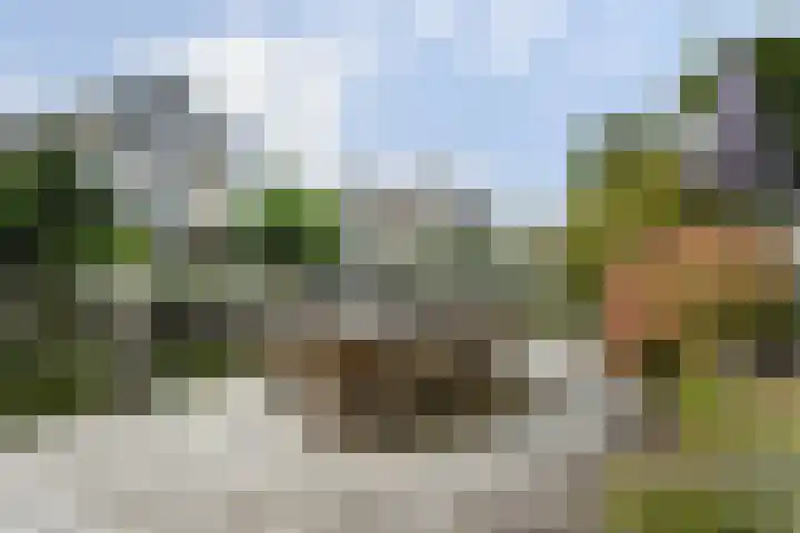 Hoogaars 20 Bergen op Zoom thumbnail 5