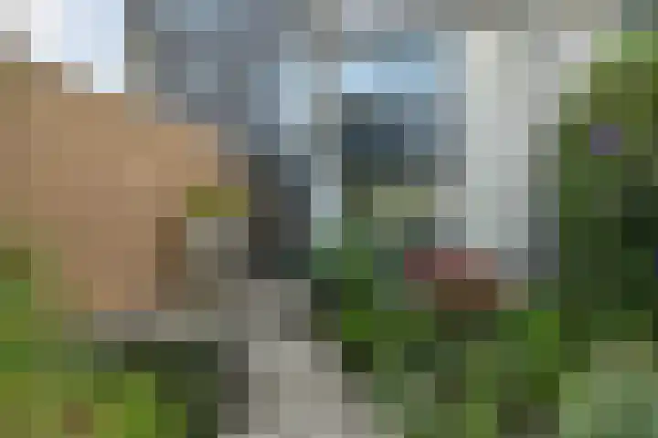 Hoogaars 20 Bergen op Zoom thumbnail 9