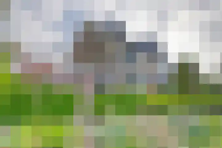 Hoogaars 70 Brielle thumbnail 36