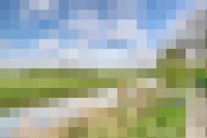 Hoogaars 70 Brielle thumbnail 37