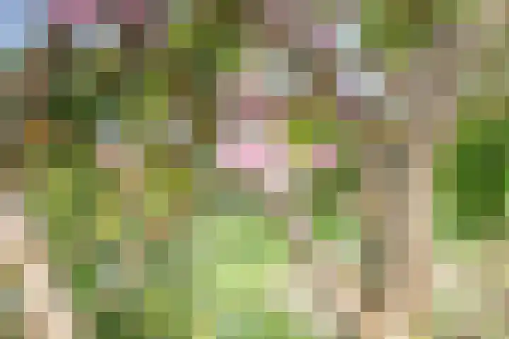 Hoogaars 70 Brielle thumbnail 39