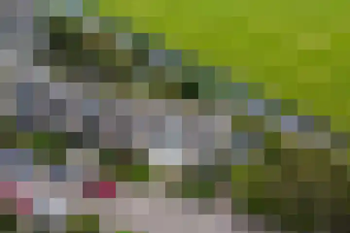 Hoogaars 70 Brielle thumbnail 53