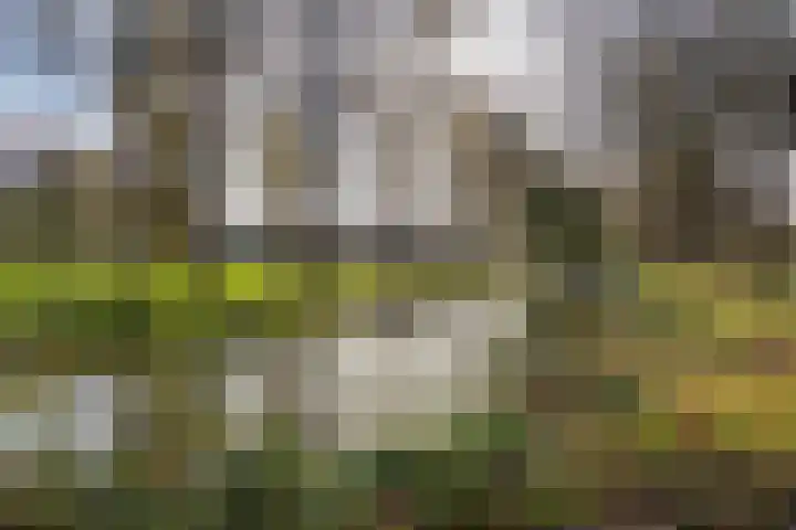 Hoogaarslaan 109 Zaandam thumbnail 30