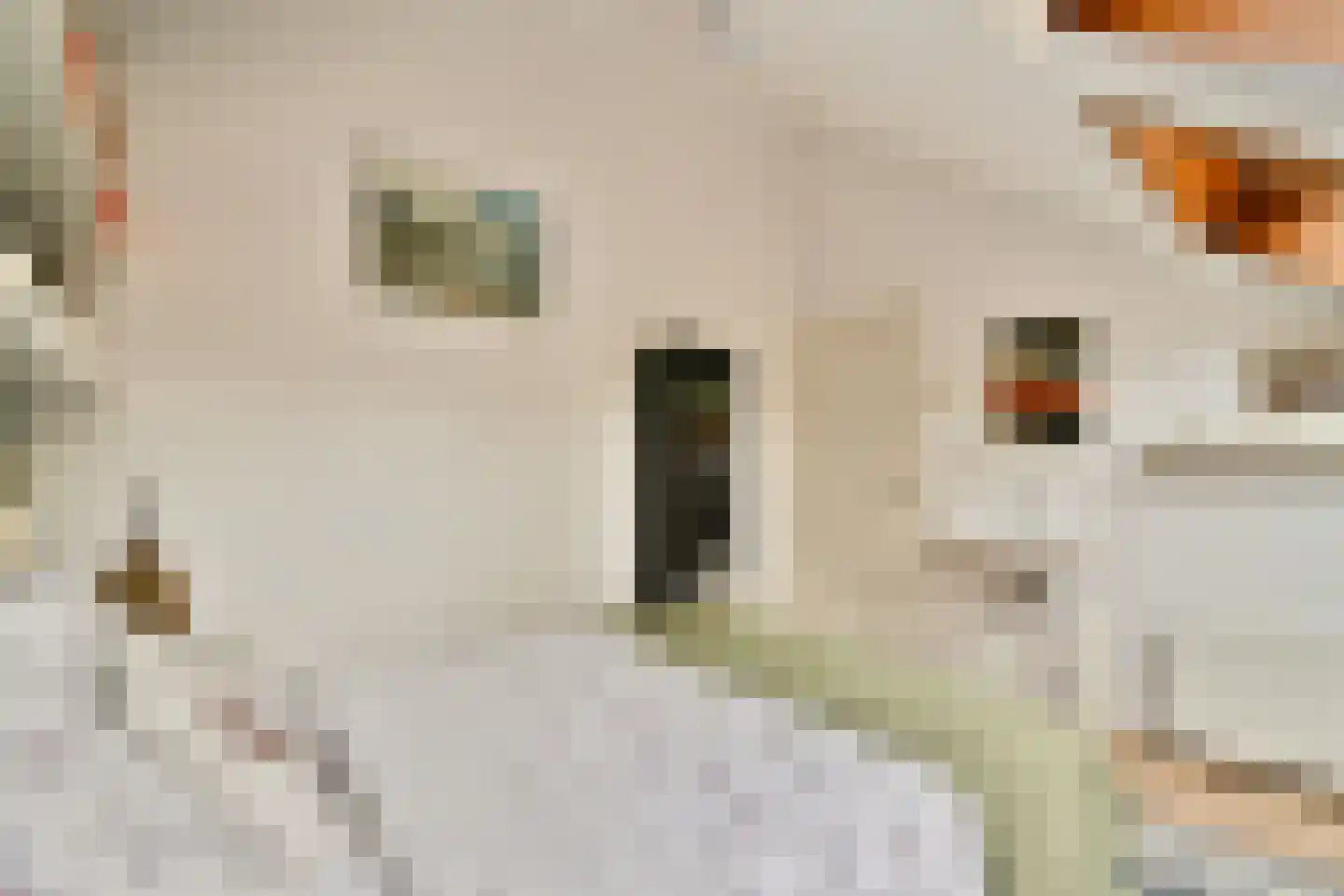 Hoogaarslaan 18 Zaandam thumbnail 34