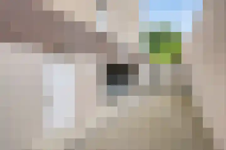 Hoogbeek 28 D Schin op Geul thumbnail 25