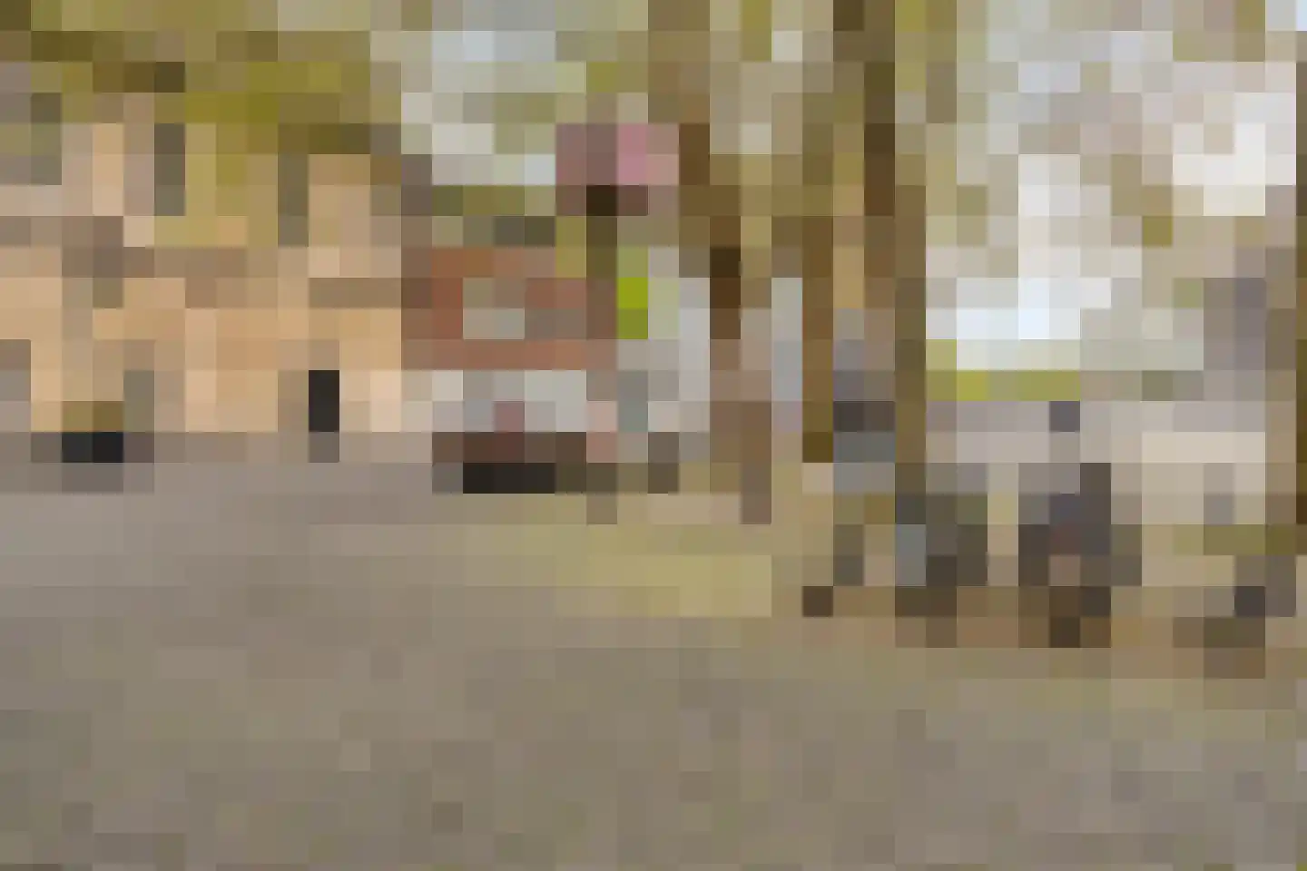 Hoogbrugstraat 51 Maastricht thumbnail 28