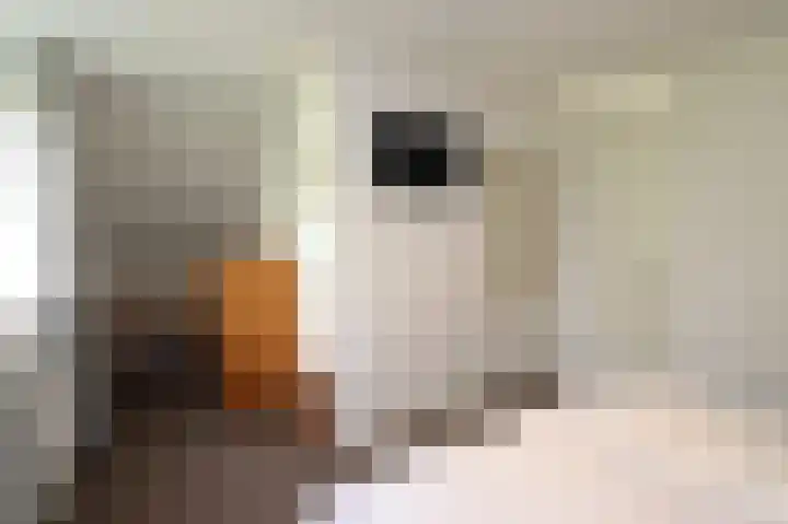 Hoogcruts 14 8 Noorbeek thumbnail 17