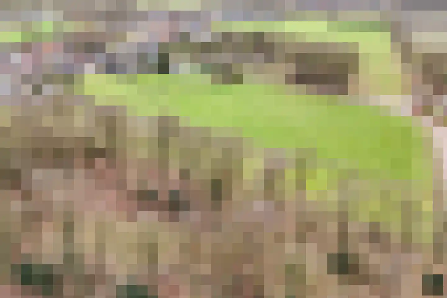 Hoogeind 15 Luyksgestel thumbnail 47