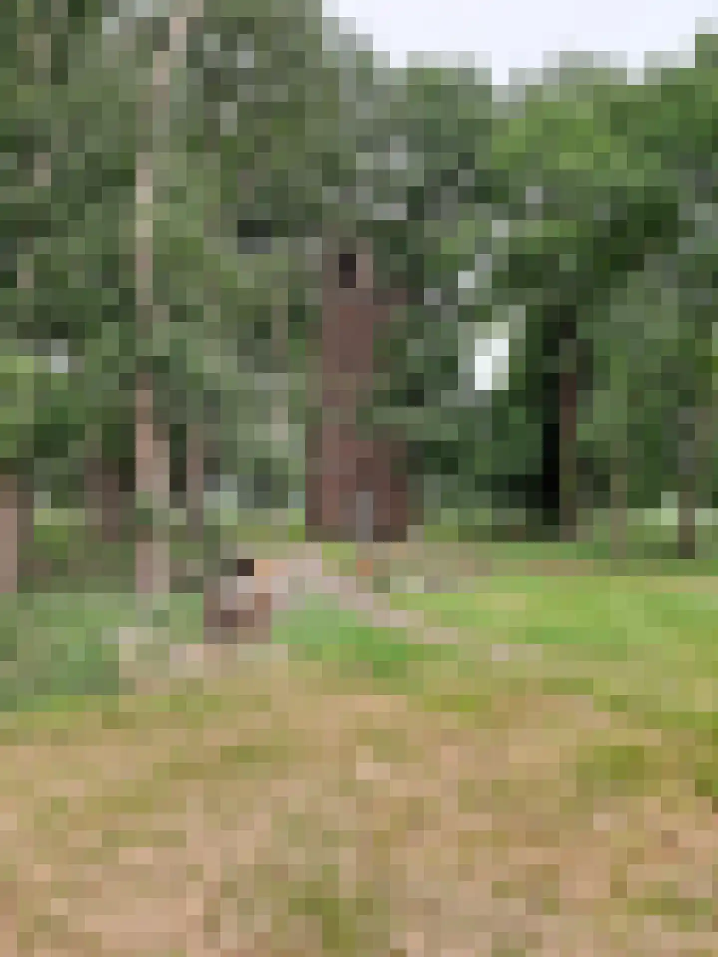 Hoogeindseweg 26 Oost West en Middelbeers thumbnail 60