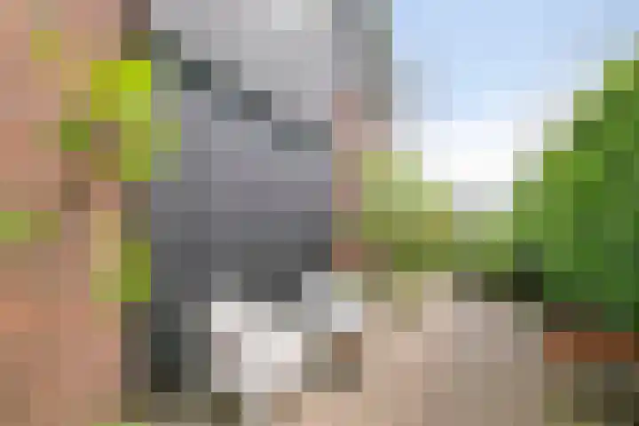 Hoogerwerfsweg "De elf Boompjes" 58 Bruinisse thumbnail 35