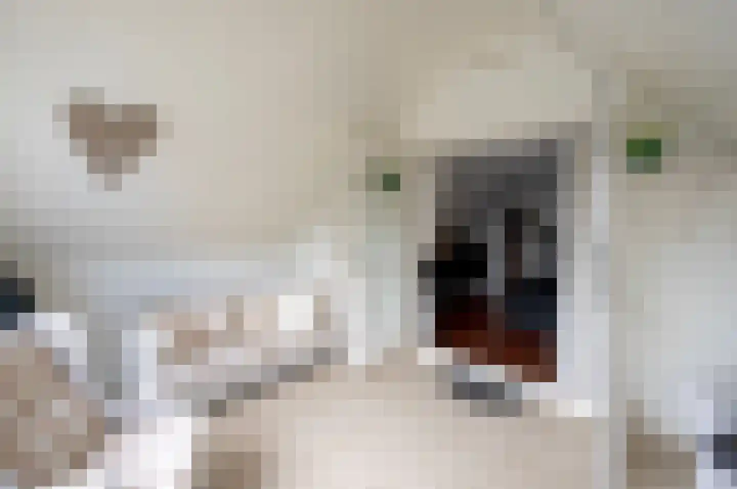 Hoogewaard 48 Koudekerk aan den Rijn thumbnail 20