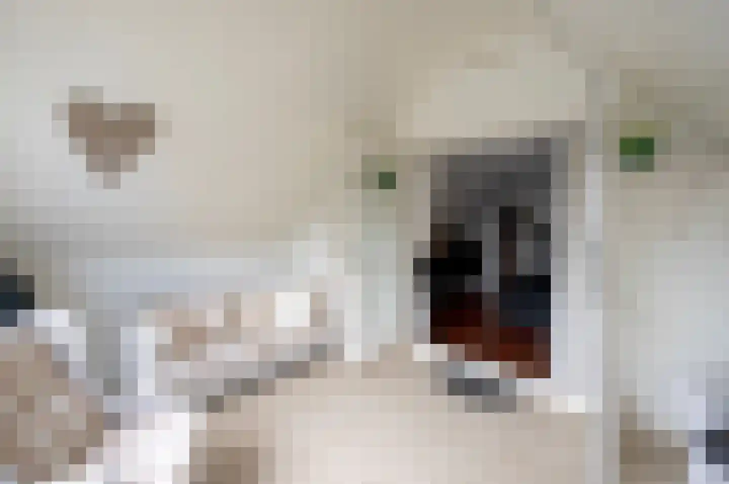 Hoogewaard 48 Koudekerk aan den Rijn thumbnail 20