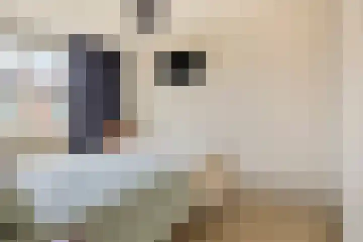Hoogewei 64 Goes thumbnail 18