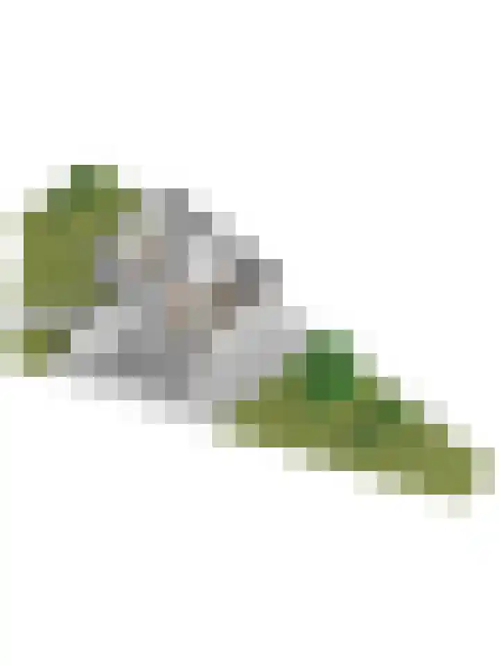 Hoogewei 80 Goes thumbnail 48