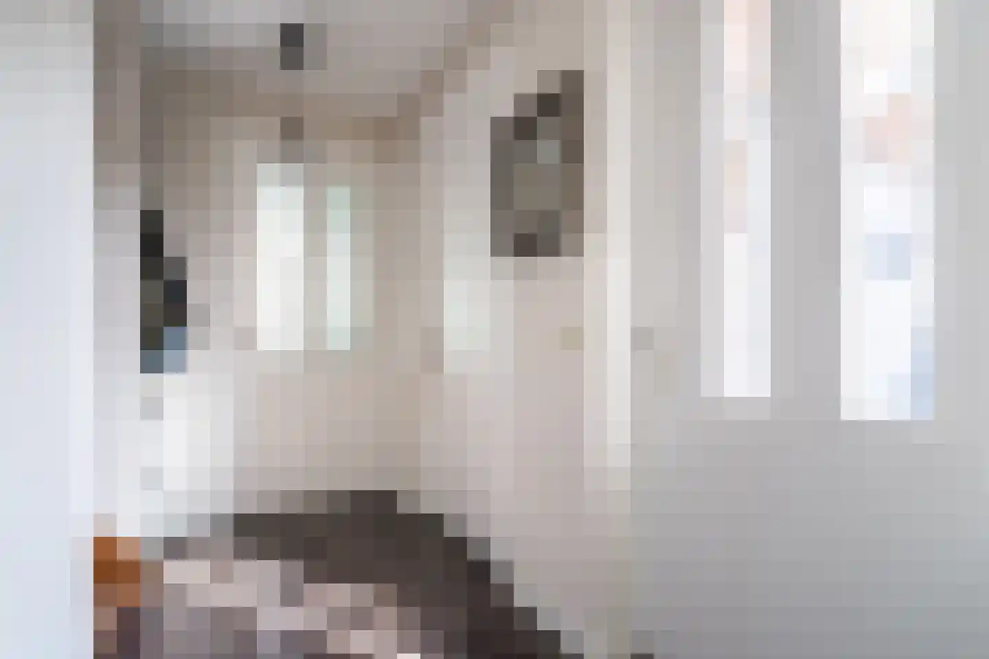 Hooghuijs 2 Nederweert thumbnail 14