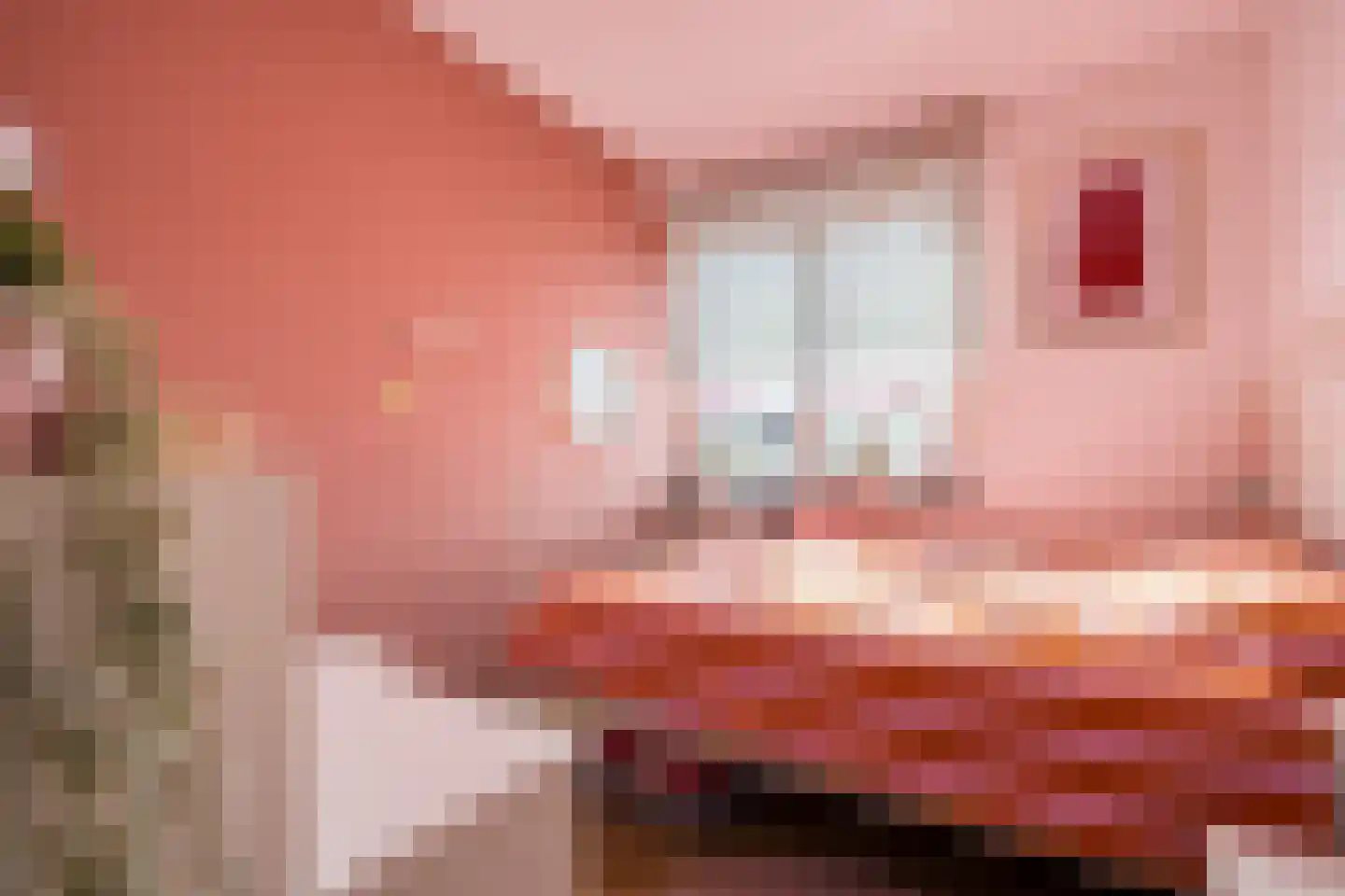 Hooghuijs 2 Nederweert thumbnail 21