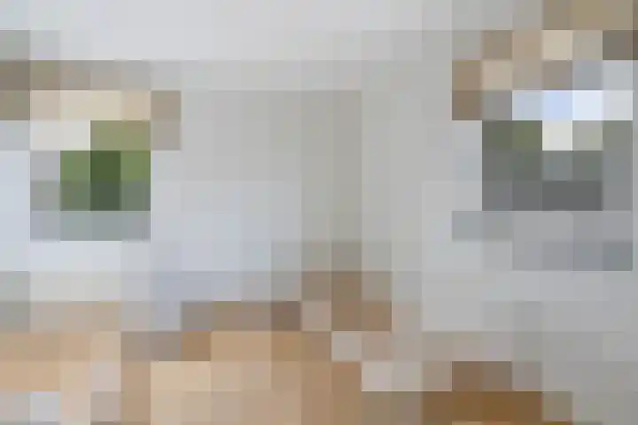 Hooghuijs 8 Nederweert thumbnail 34