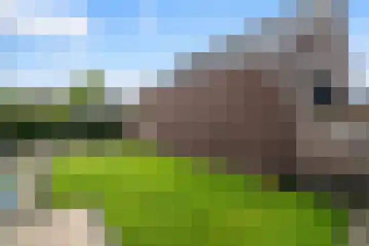 Hooghuijs 8 Nederweert thumbnail 43