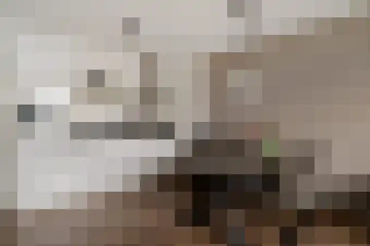 Hooghuisstraat 22 D Oss thumbnail 19