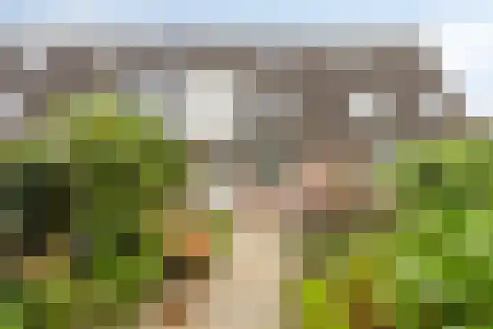 Hoogmeer 1511 Wijchen thumbnail 29