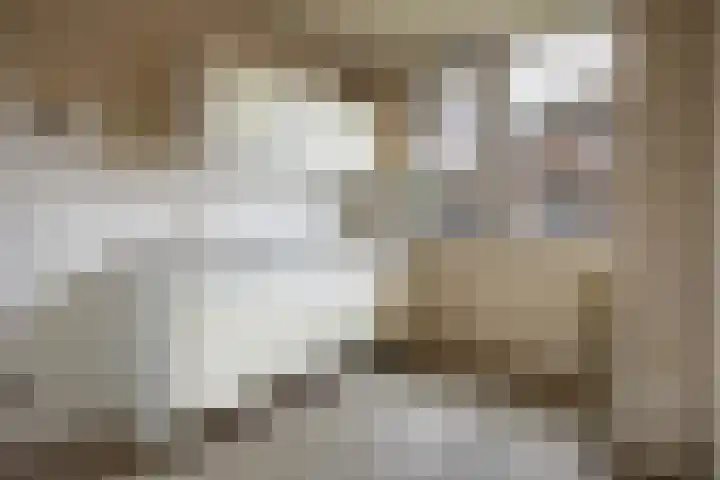 Hoogmeer 2053 Wijchen thumbnail 8