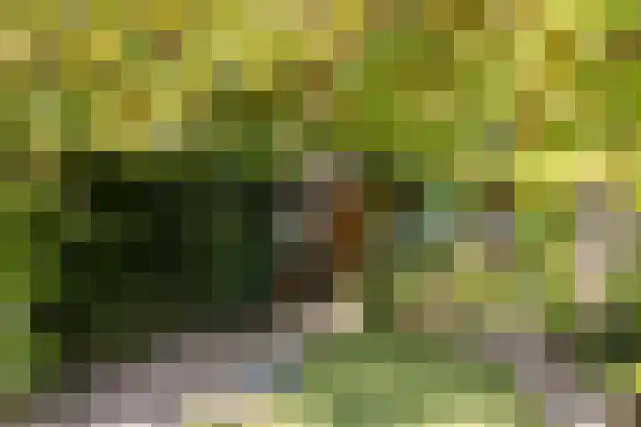 Hoogmeer 2439 Wijchen thumbnail 28