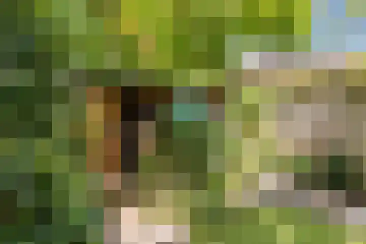 Hoogmeer 2439 Wijchen thumbnail 29