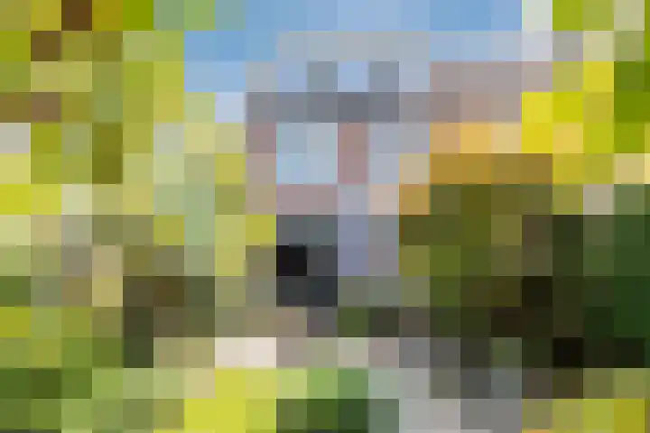 Hoogmeer 2439 Wijchen thumbnail 30