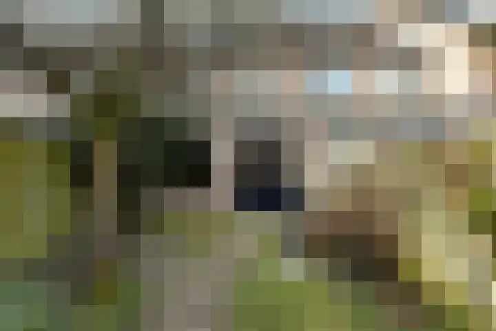 Hoogmeer 2509 Wijchen thumbnail 11