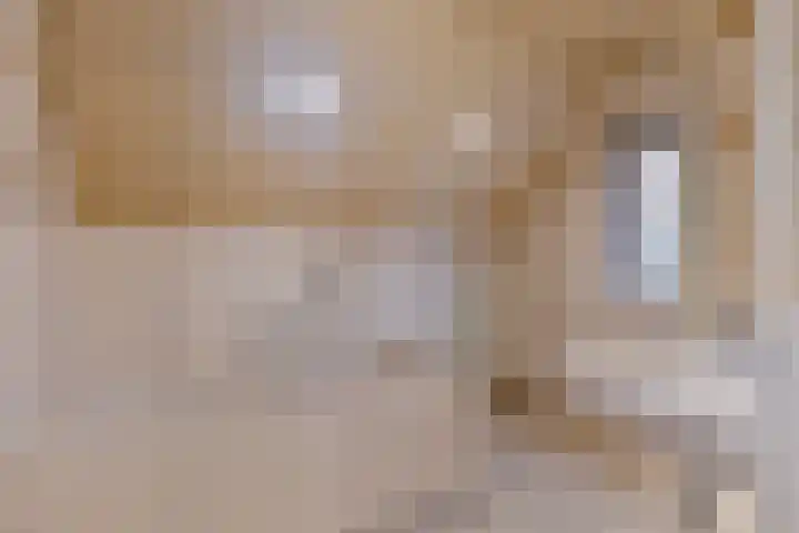Hoogmenneke 1 Venhorst thumbnail 17