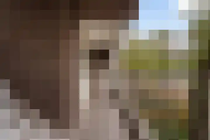 Hoogpoort 6 Weert thumbnail 11