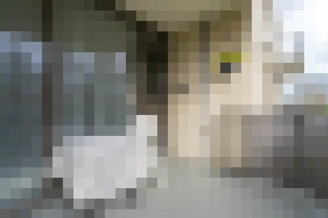Hoogschoor 80 Goirle thumbnail 22