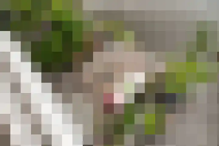 Hoogstraat 13 Haastrecht thumbnail 12