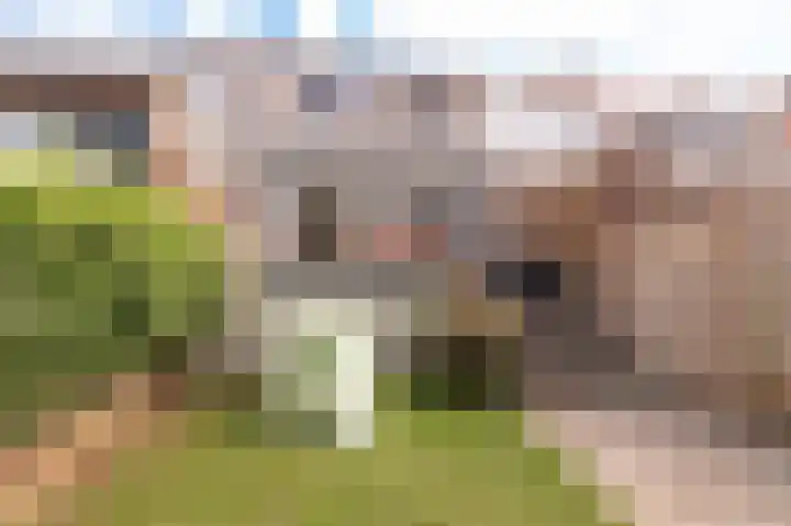 Hoogstraat 31 Wijk bij Duurstede thumbnail 19