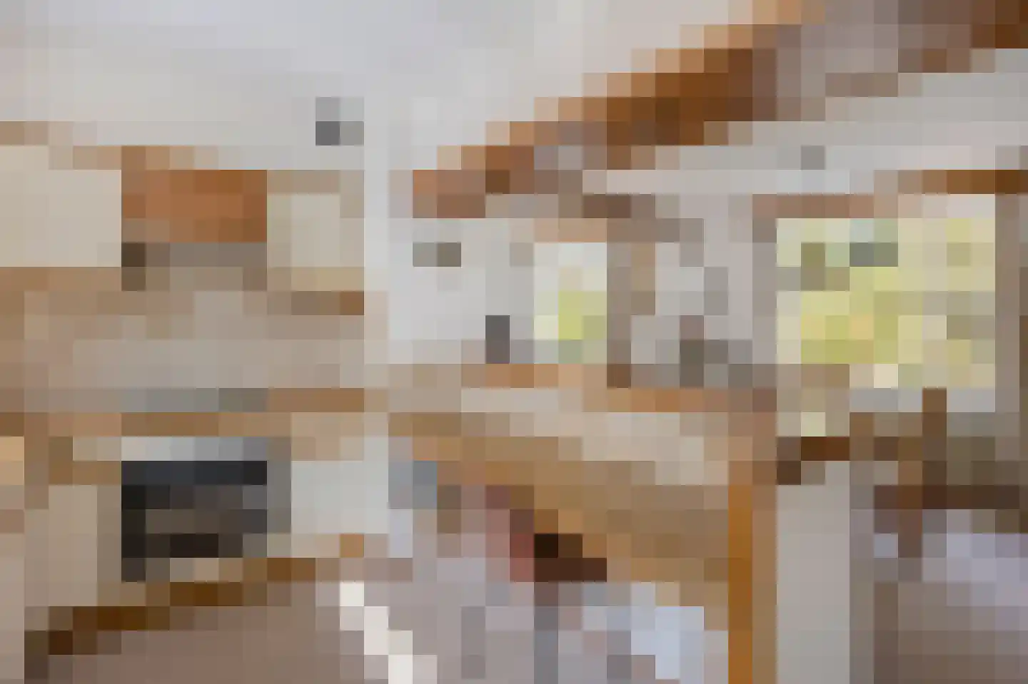 Hoogstraat 59 Echt thumbnail 23