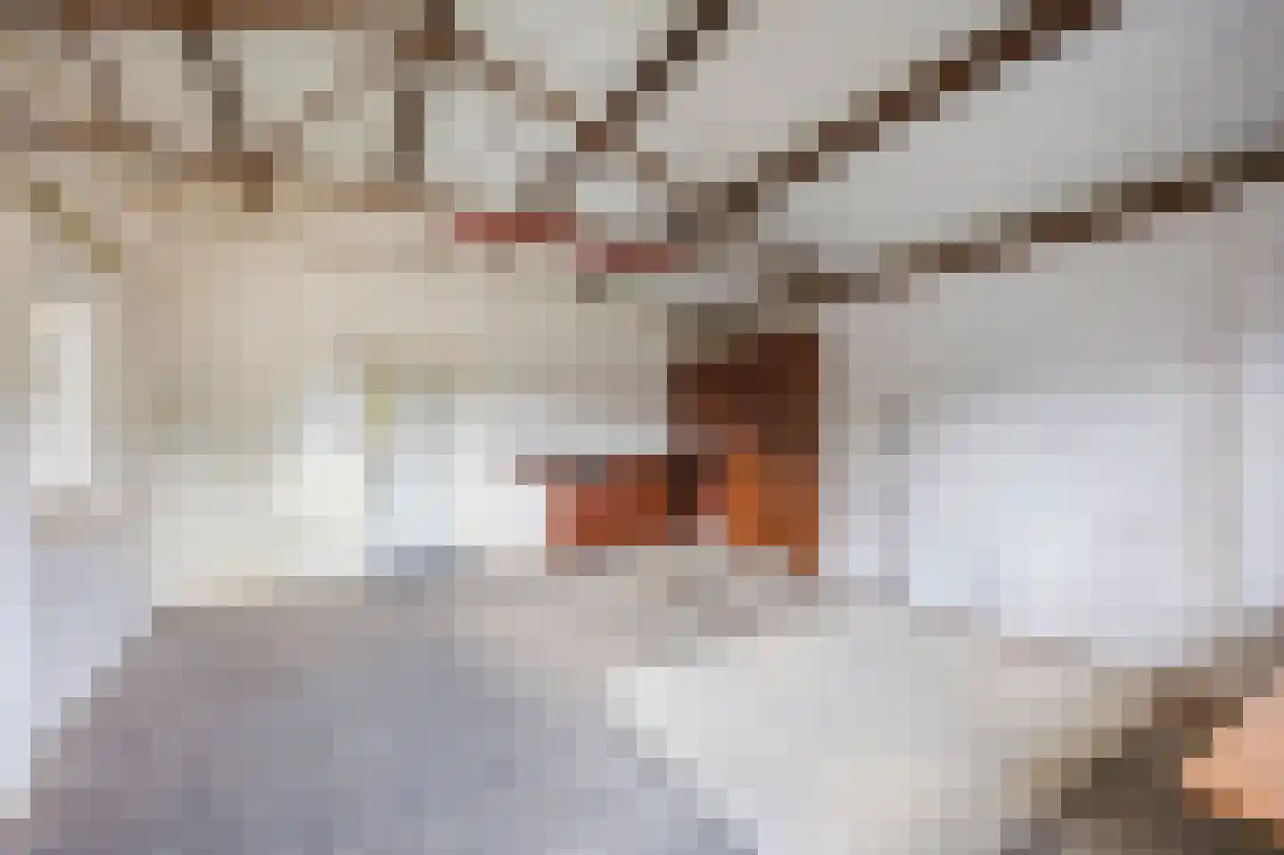 Hoogstraat 59 Echt thumbnail 50
